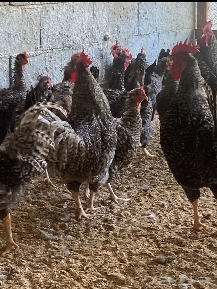 دجاج بياض اكثر من 7 أنواع فاخرة 0