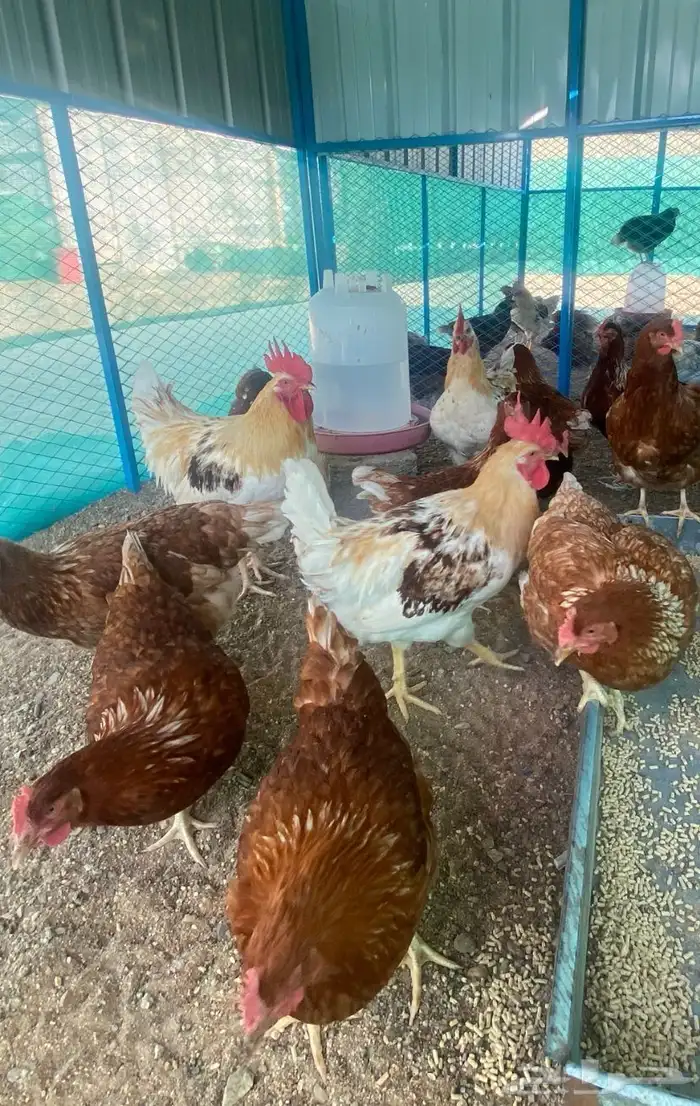 دجاج بياض اكثر من 7 أنواع فاخرة 4
