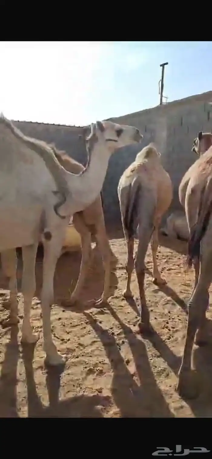 حشو قعدان للبيع عددها 42 11