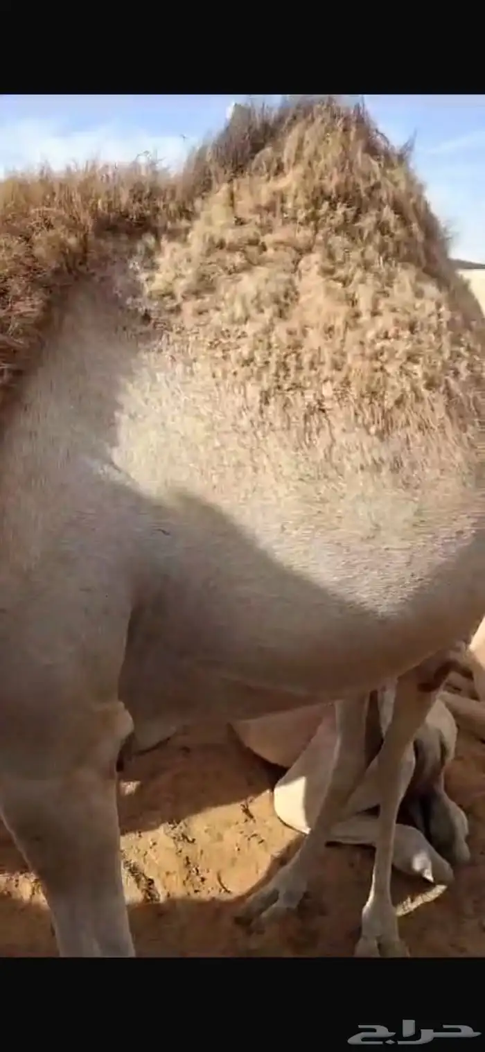 حشو قعدان للبيع عددها 42 14