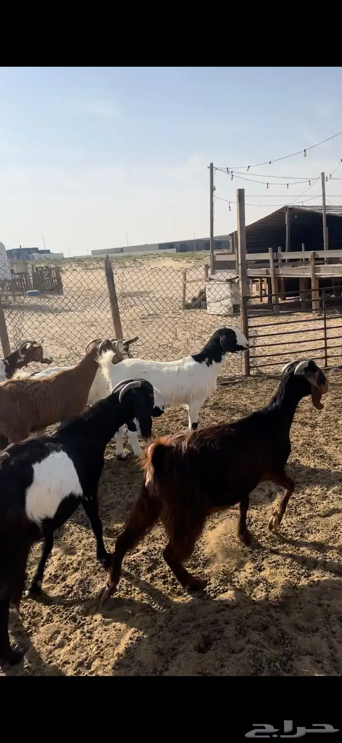 معزا جنوبيات دفيع 1