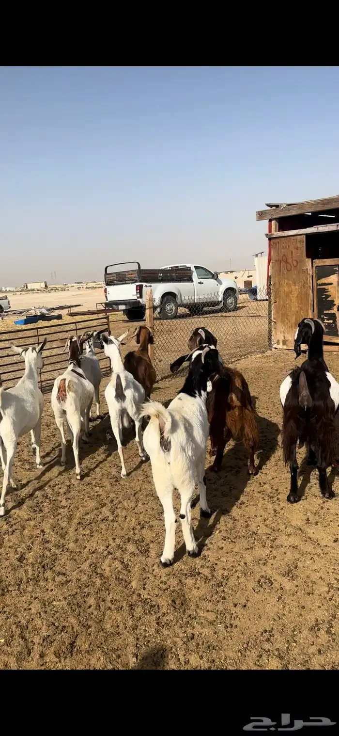 معزا جنوبيات دفيع 4