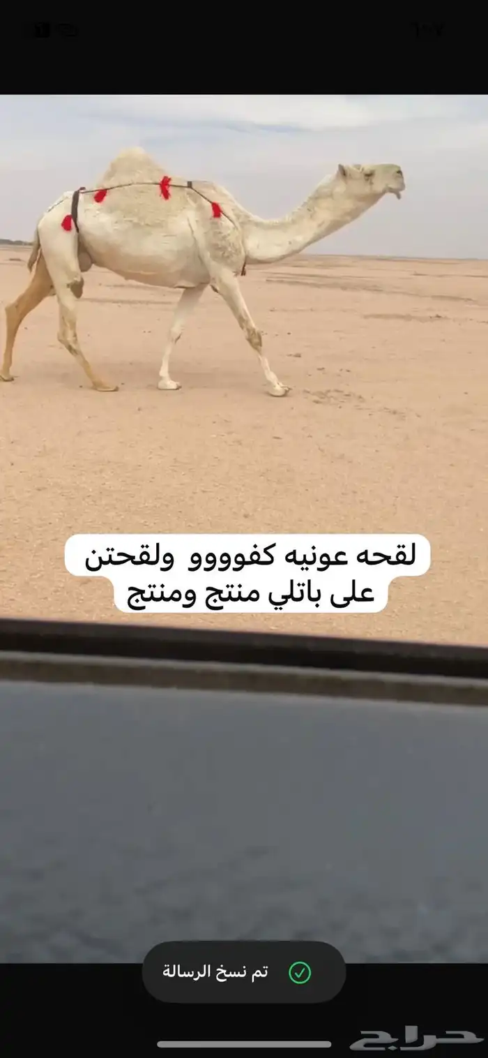 للبيع نياق بدأوه وقعود فردي 1
