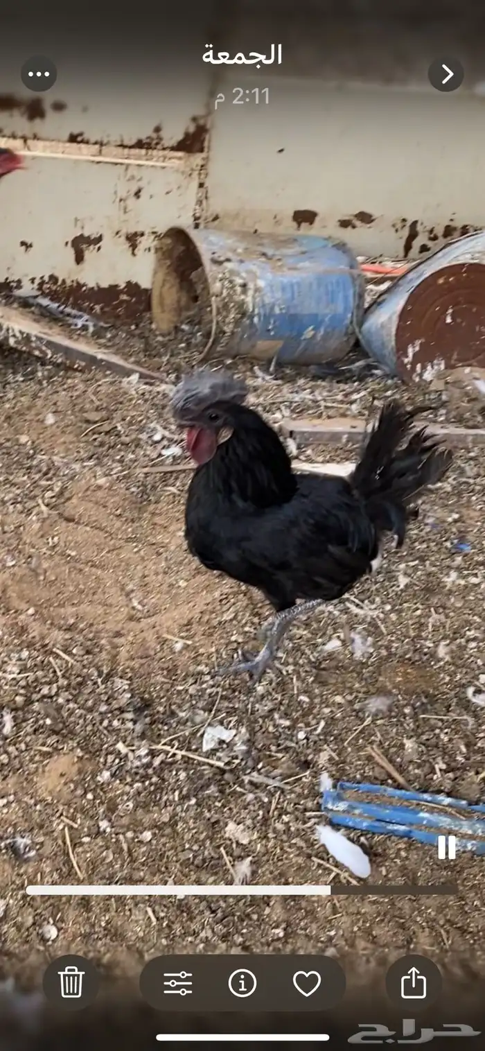 دجاج اندونيسي 0