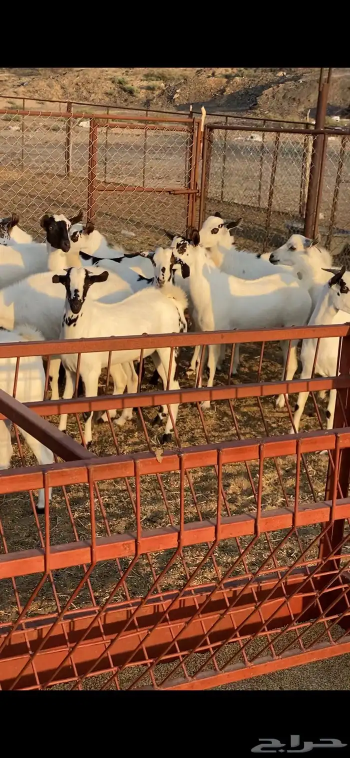 تيوس ذبايح للبيع 1