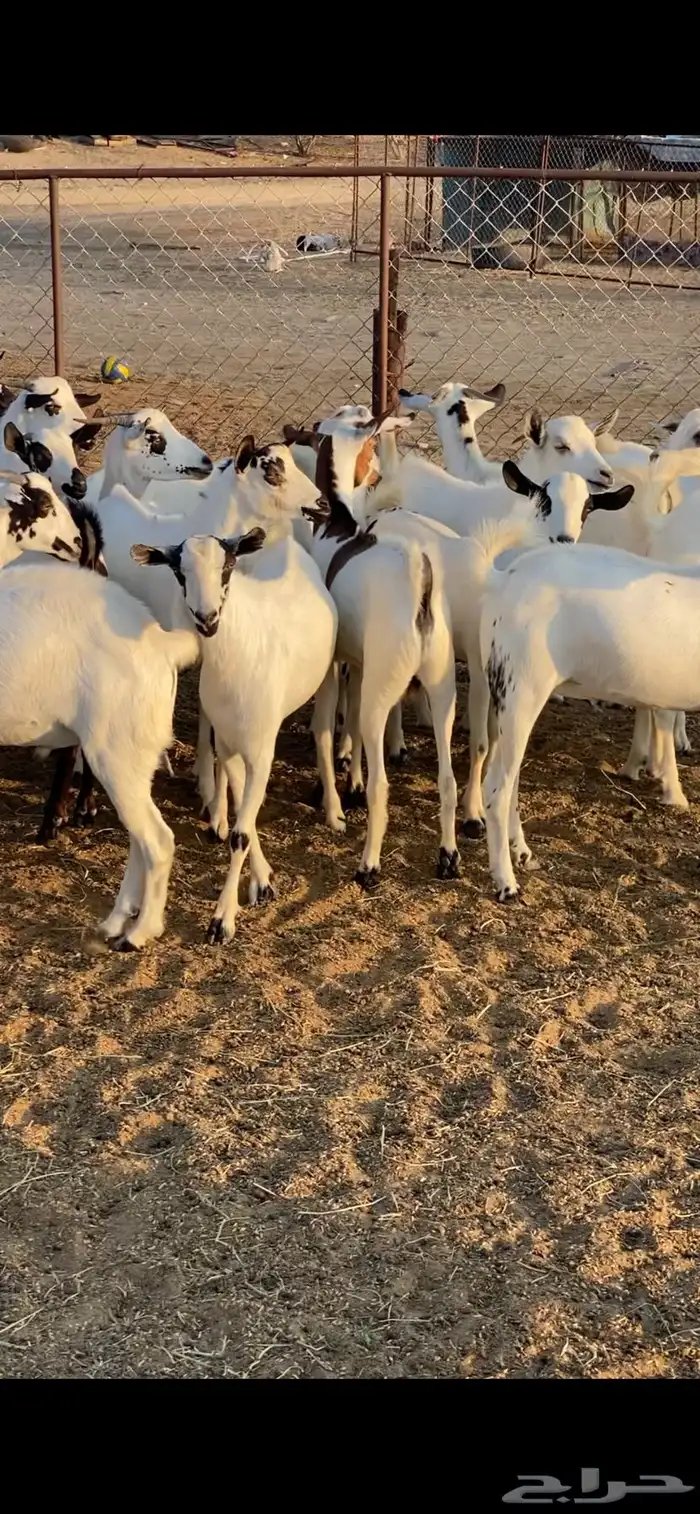 تيوس ذبايح للبيع 0