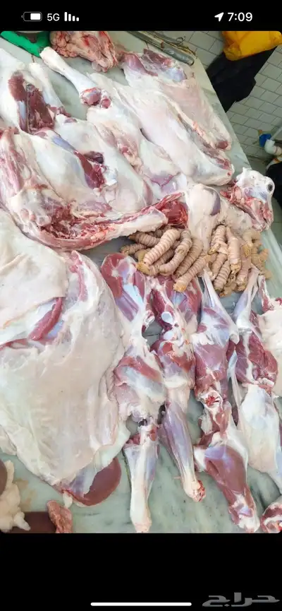 ملحمة اصالة العجول للعجول الجنوبيه اللبانيه في تبوك 8