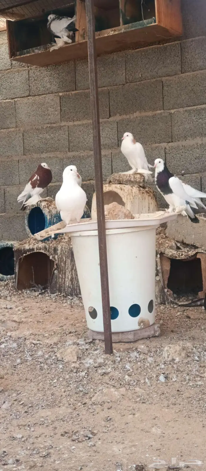 حمام نفاخ 4اجواز 1