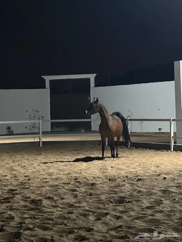 يعلن مربط عتاق الحجاز عن فتح الإيواء 4