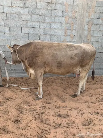 بقره سويسريه براون معه عجله بيضاء 0