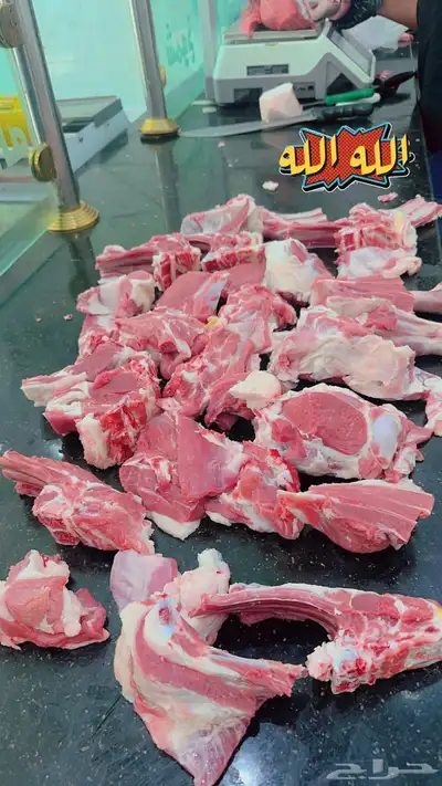 ملحمة اصالة العجول للعجول الجنوبيه اللبانيه في تبوك 9