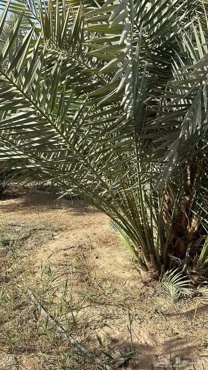 فسيل شيش وزاملي وخنيزي وخلاص 0