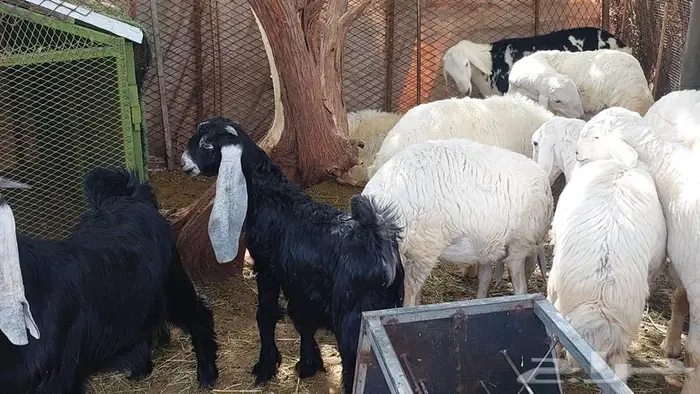 ذبايح طليان وتيوس اعماره اكثر من 6 اشهر شي فاخر من الاخر 8
