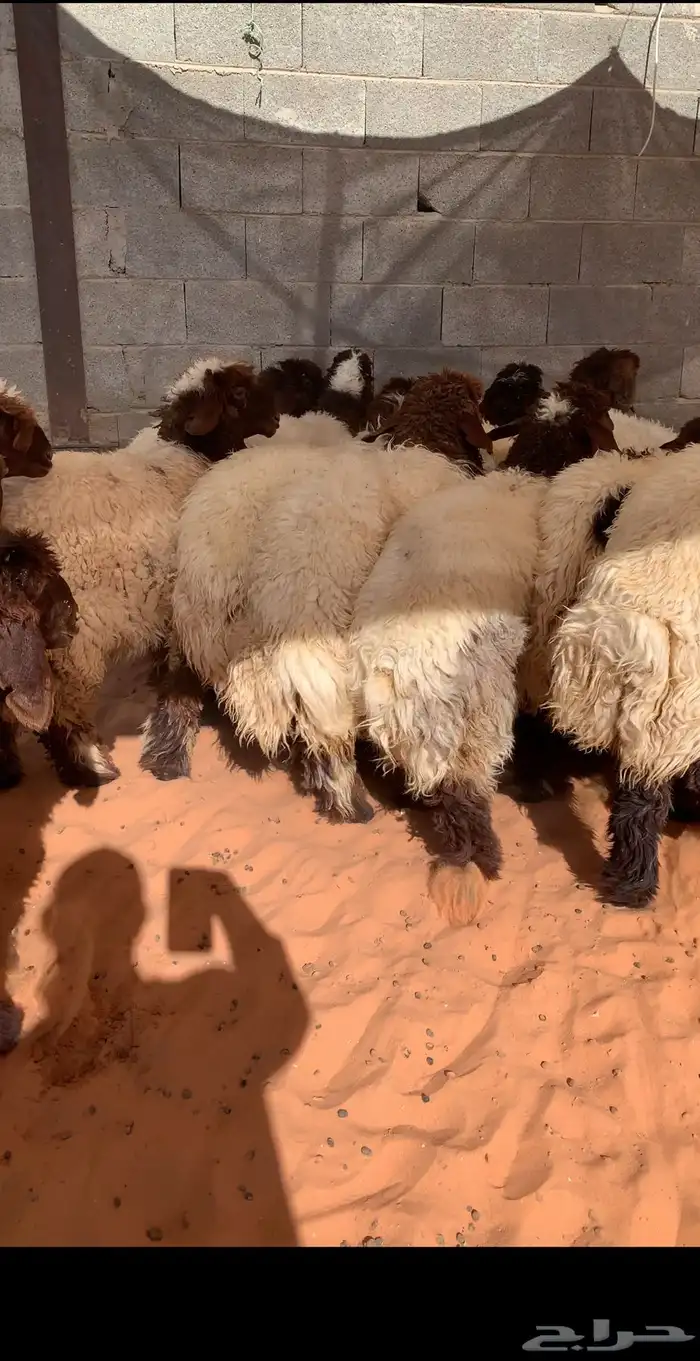 ذبايح النجم بحفر الباطن 46