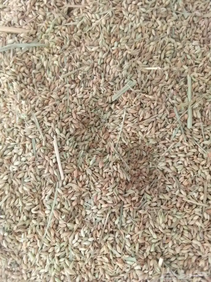 بذور بلوبنك 0