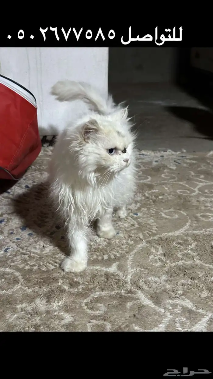 للبيع 1