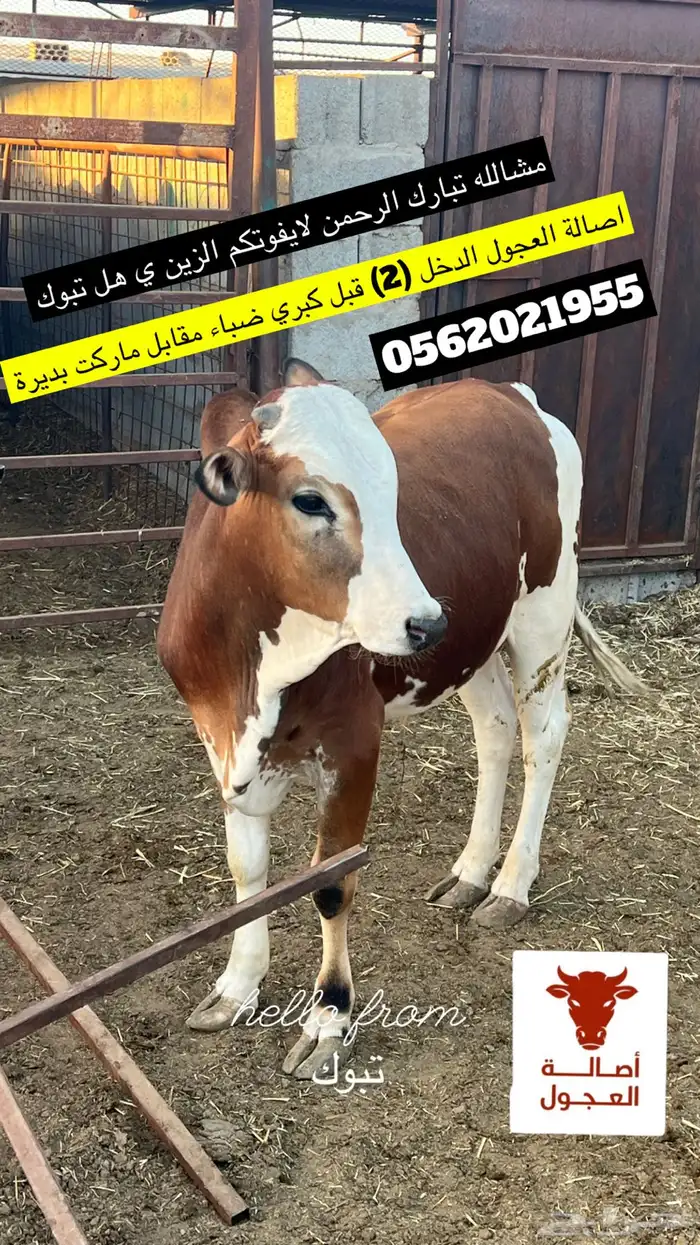 ملحمة اصالة العجول 8