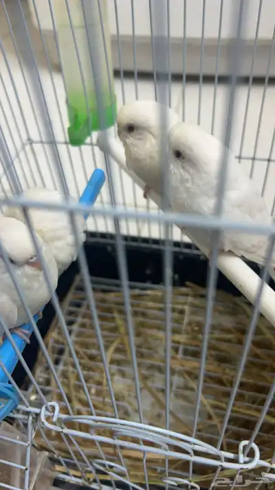للبيع طيور الحب زوج مع فروخها العدد 3 2