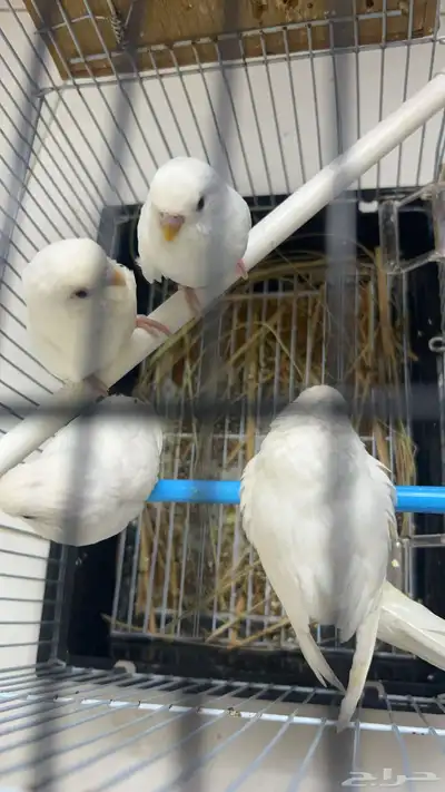 للبيع طيور الحب زوج مع فروخها العدد 3 3