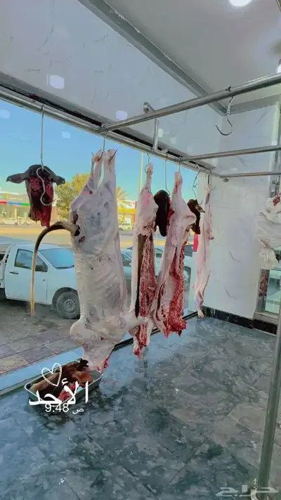 ملحمة اصالة العجول 2