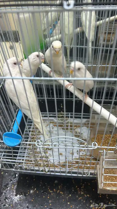 للبيع طيور الحب زوج مع فروخها العدد 3 0