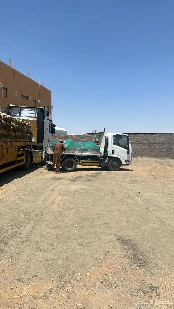 عشب طبيعي مقاوم للملوحة 5