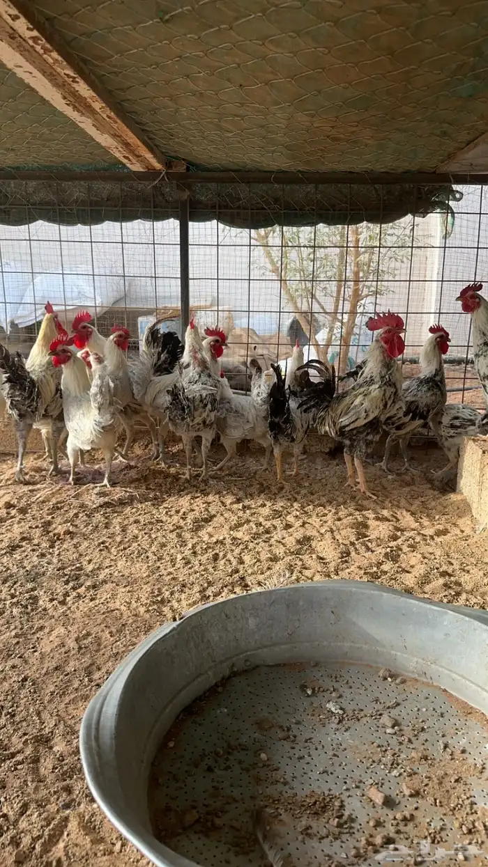 ديوك فيومي جمله 0