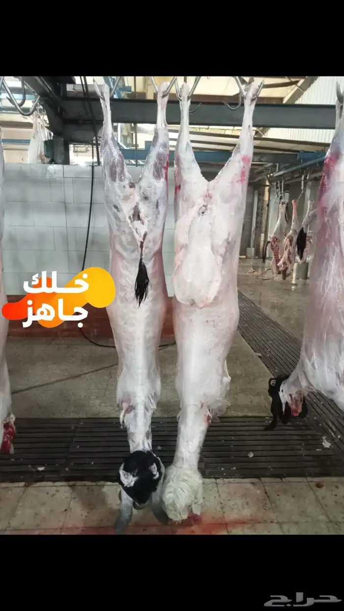 ملحمة ذبائح الحجاز- مخطط البدراني ( تابع التعليقات و الصور) 54