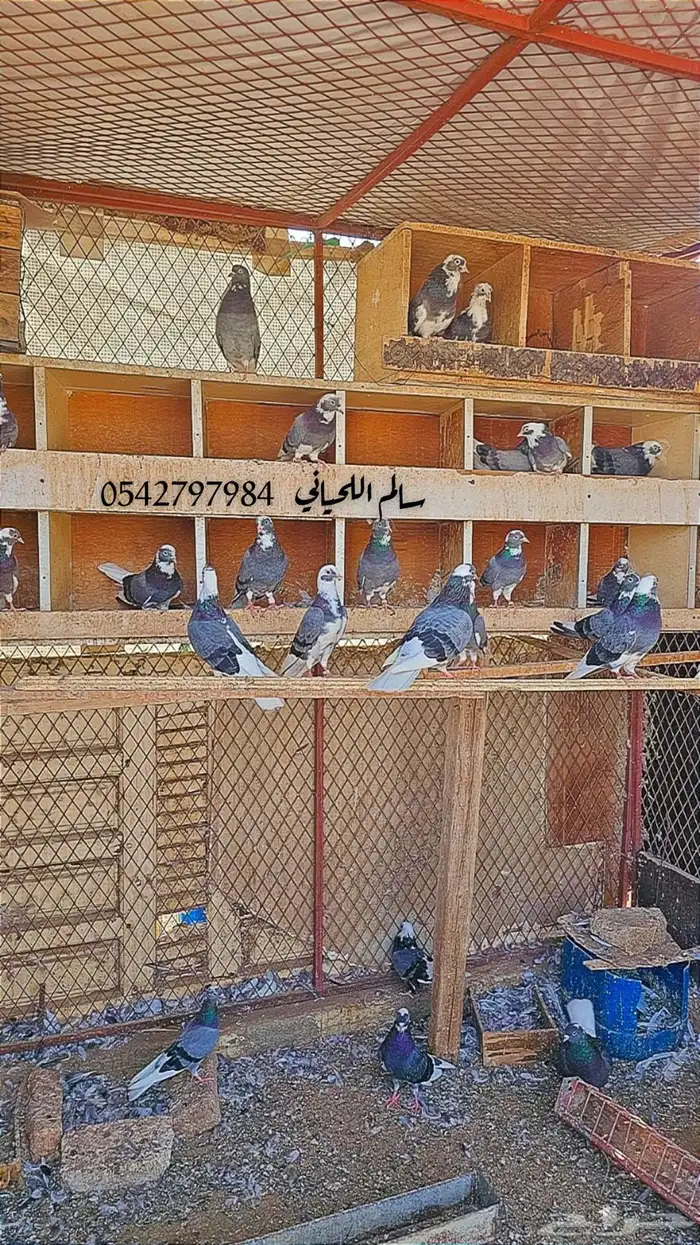 حمام للبيع 7