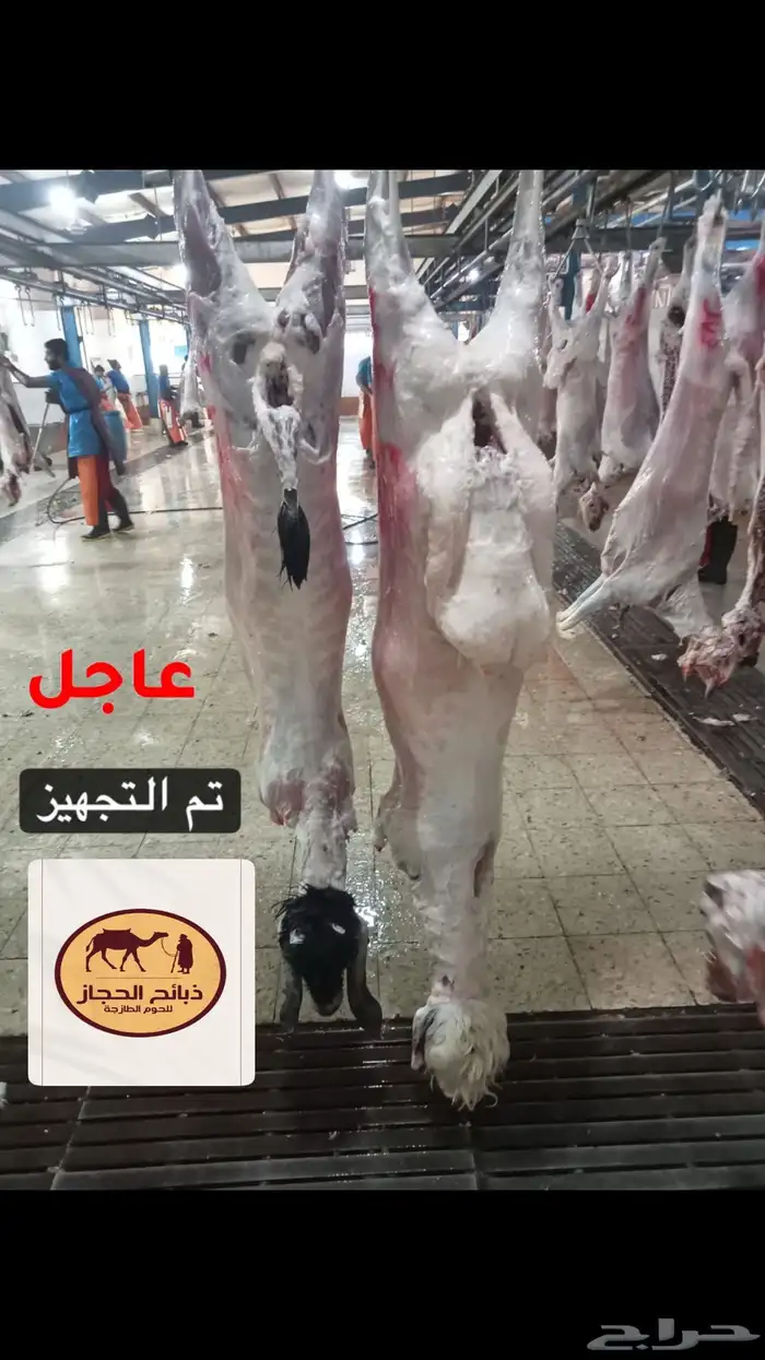 ملحمة ذبائح الحجاز- مخطط البدراني ( تابع التعليقات و الصور) 57