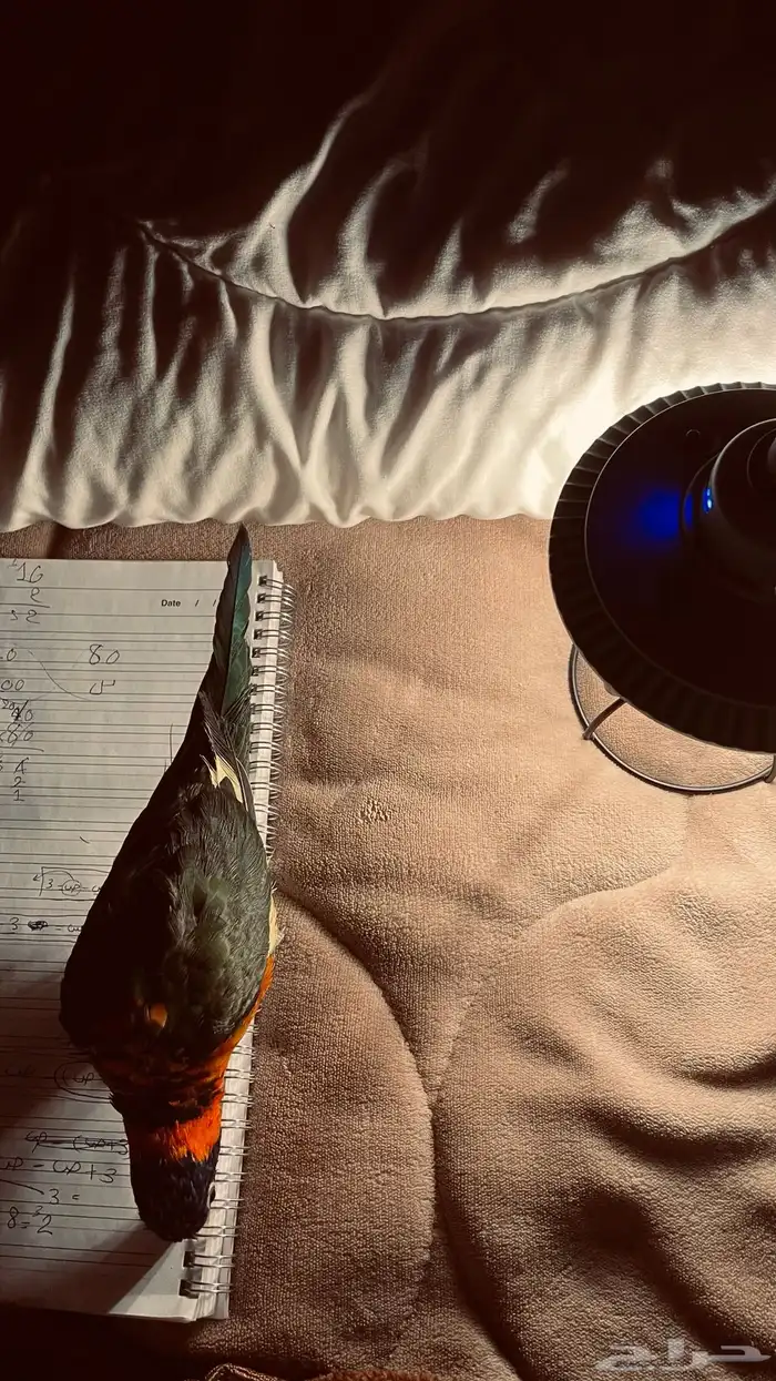 ببغاء لوري اليف جدا 2