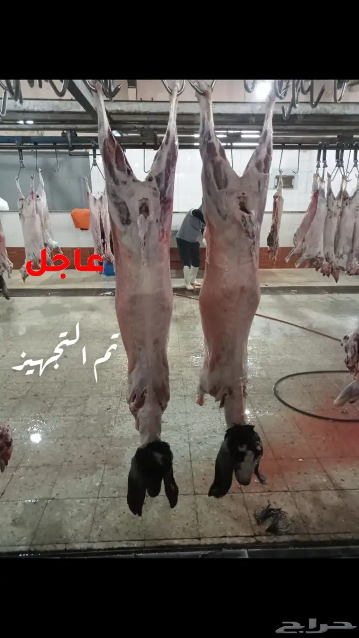 ملحمة ذبائح الحجاز- مخطط البدراني ( تابع التعليقات و الصور) 52