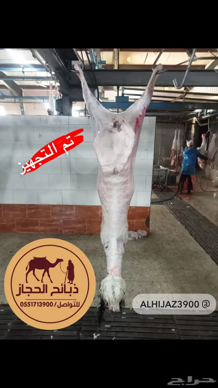 ملحمة ذبائح الحجاز- مخطط البدراني ( تابع التعليقات و الصور) 58