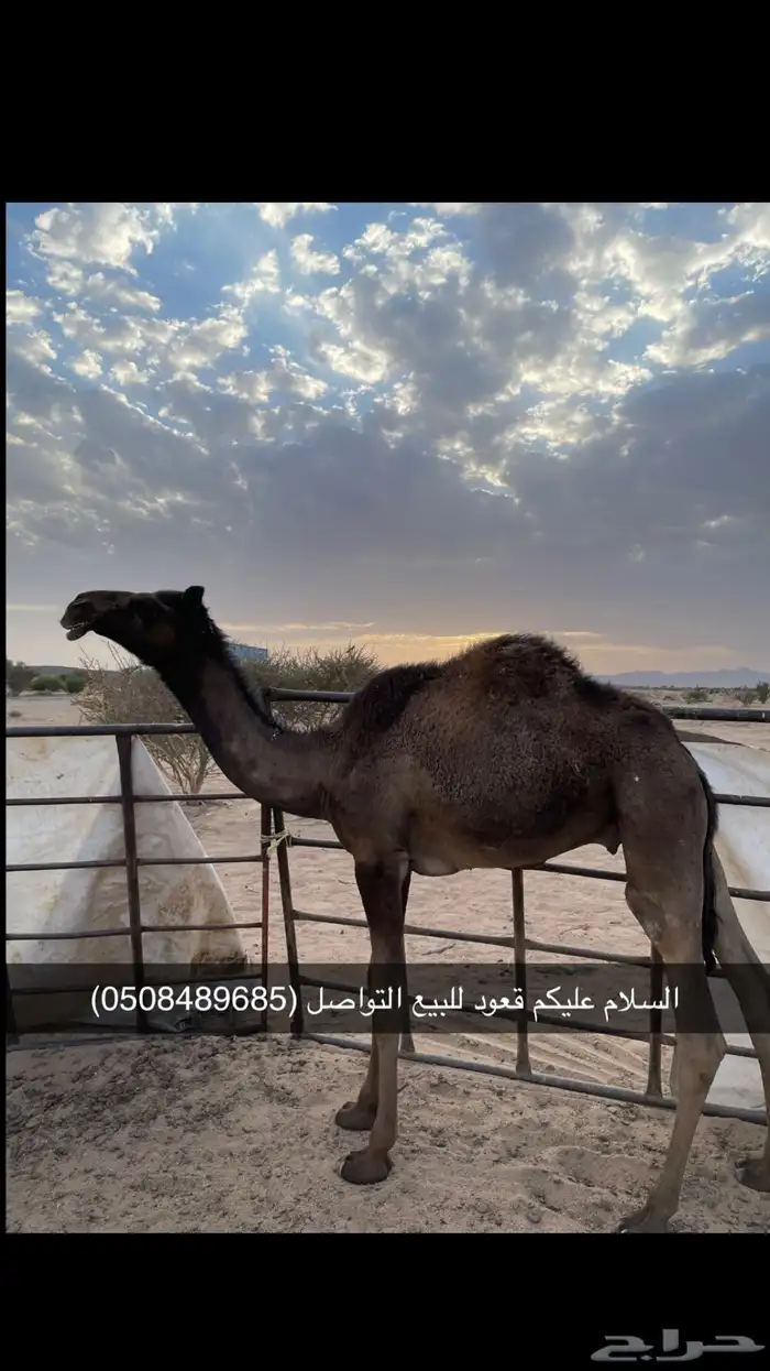 قعود للبيع 0