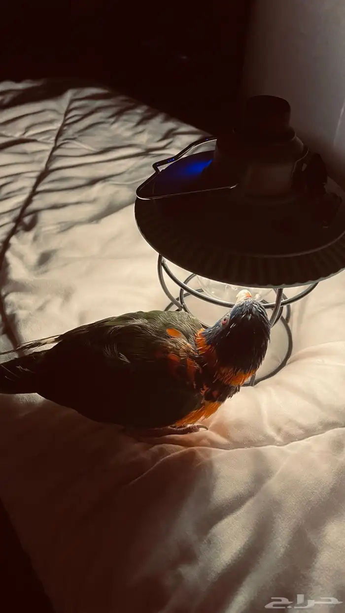 ببغاء لوري اليف جدا 0