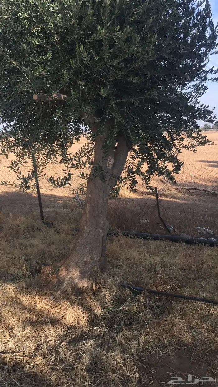شجر زيتون معمر 1