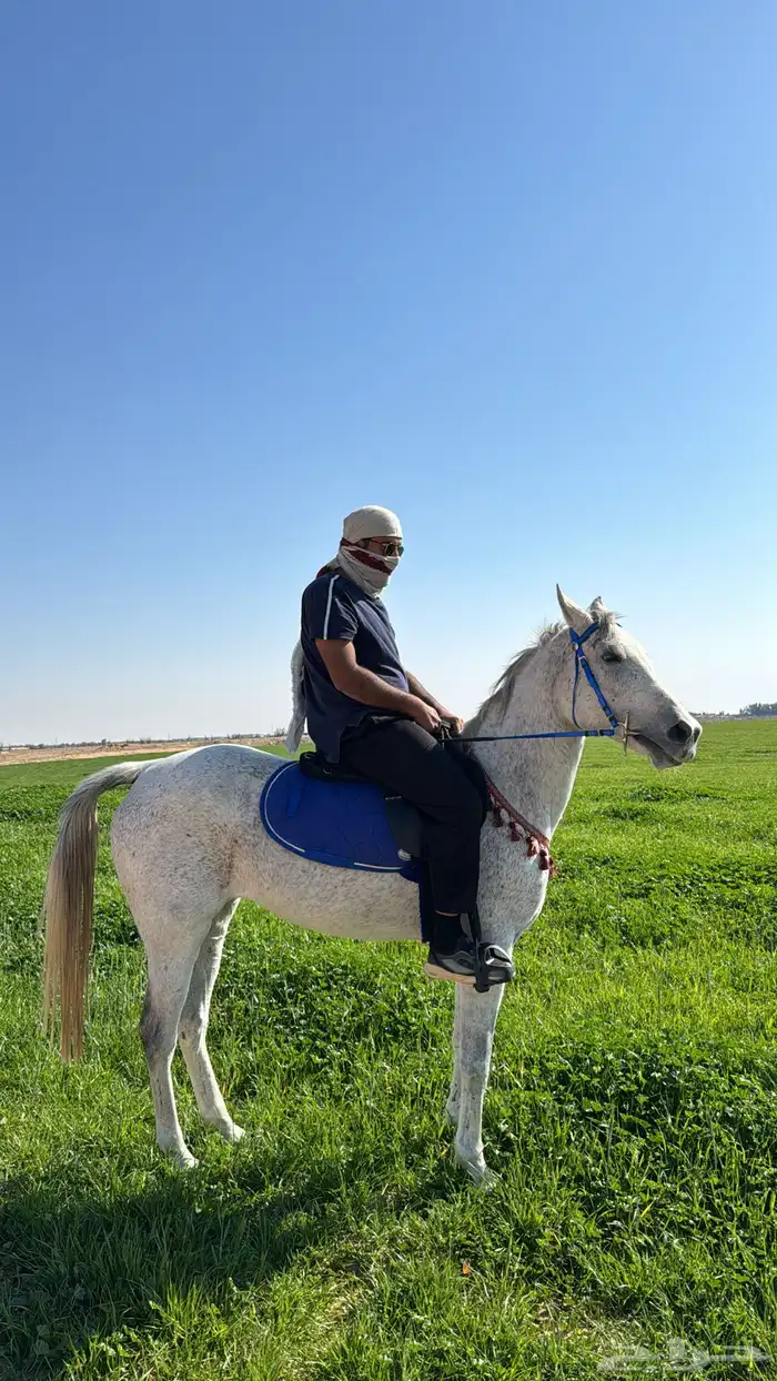 فرس شعبيه فاخره 3