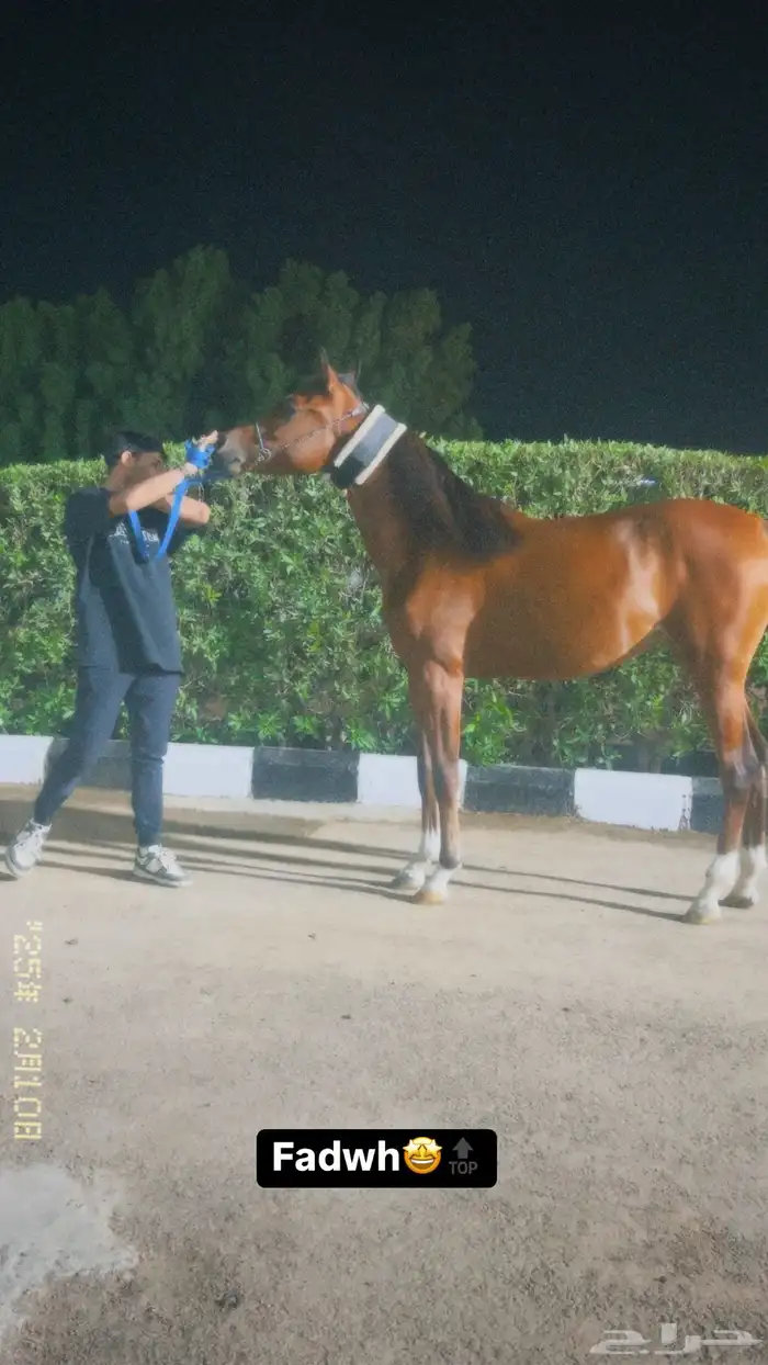 مهره فاخررره 1