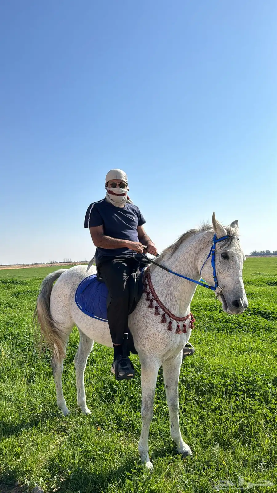 فرس شعبيه فاخره 0