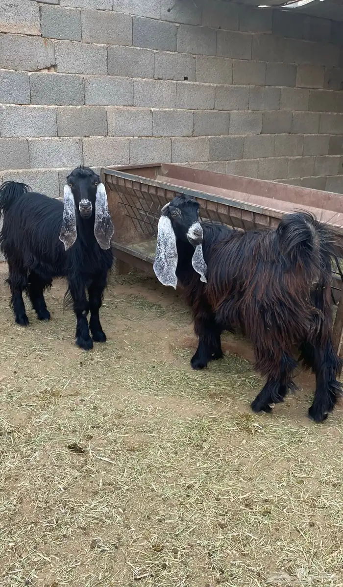 معزا عوارض صنف جفار دفيع تم البيع 1