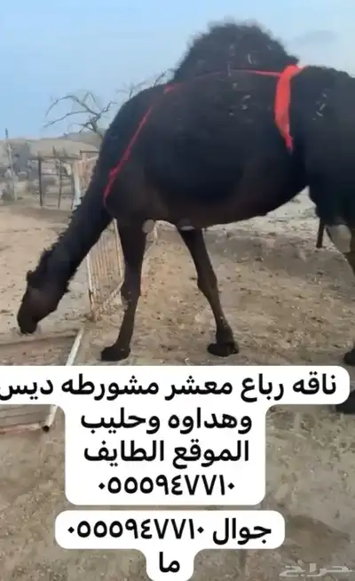 نياق لقحه وضريبه 4