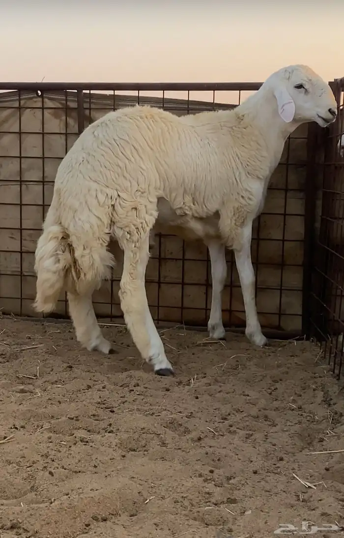 مشروع فحل جذع صنف (تم البيع) 2