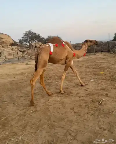 نياق لقحه وضريبه 0