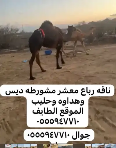 نياق لقحه وضريبه 5