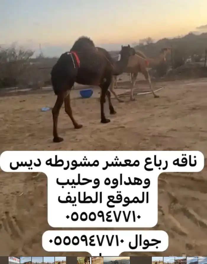 نياق لقحه وضريبه 5