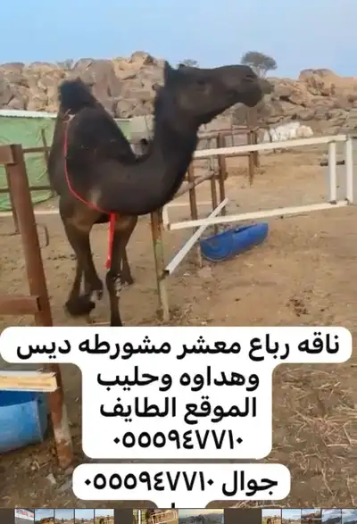 نياق لقحه وضريبه 3
