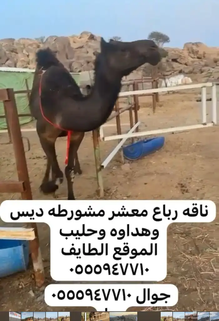 نياق لقحه وضريبه 3