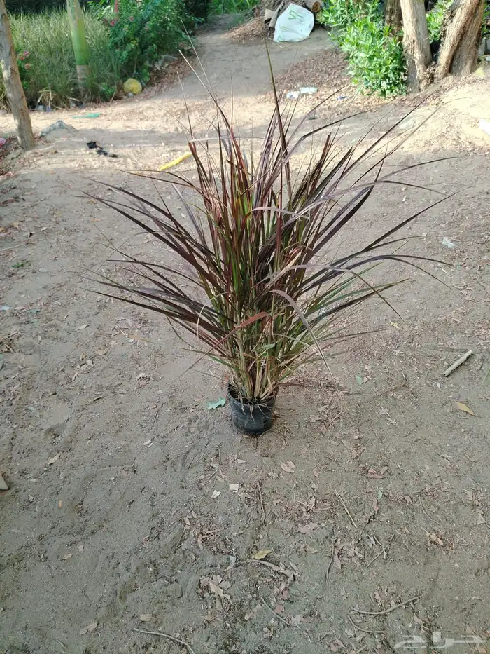 مشاتل توريد للشركات والمشاريع باقل الاسعار وبكميات 12