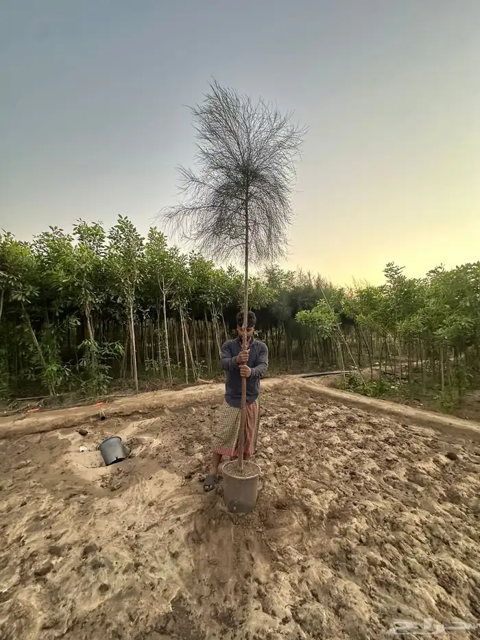 مشاتل توريد للشركات والمشاريع باقل الاسعار وبكميات 19