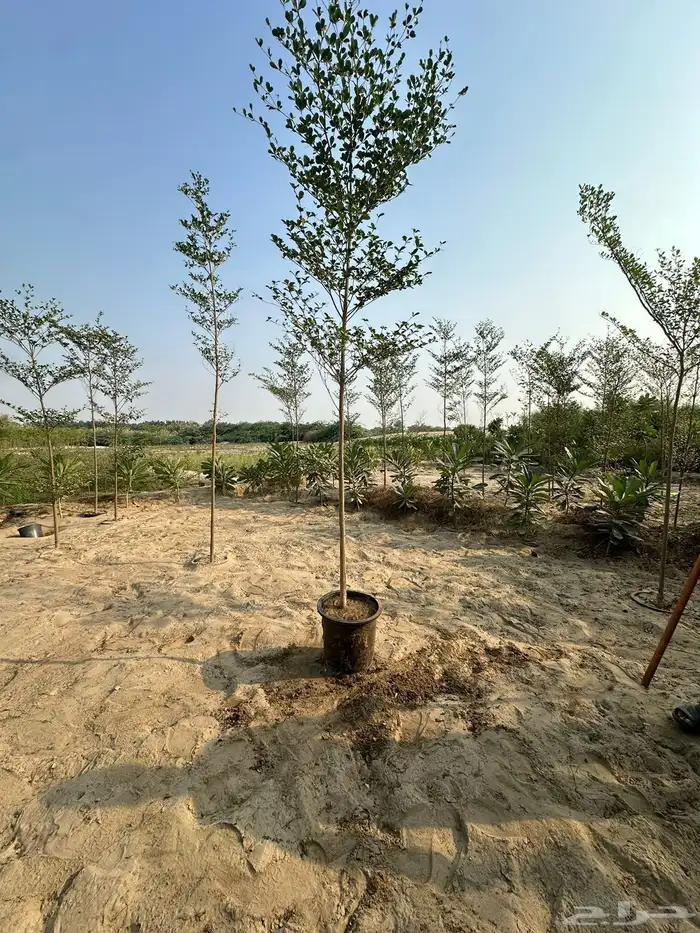 مشاتل توريد للشركات والمشاريع باقل الاسعار وبكميات 10